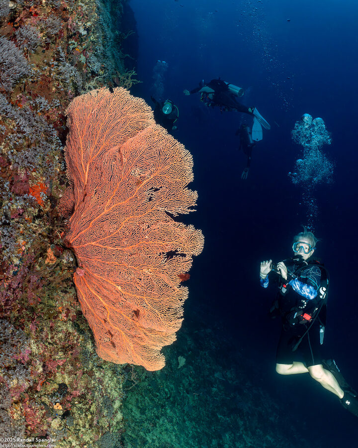 Annella mollis (Giant Sea Fan)