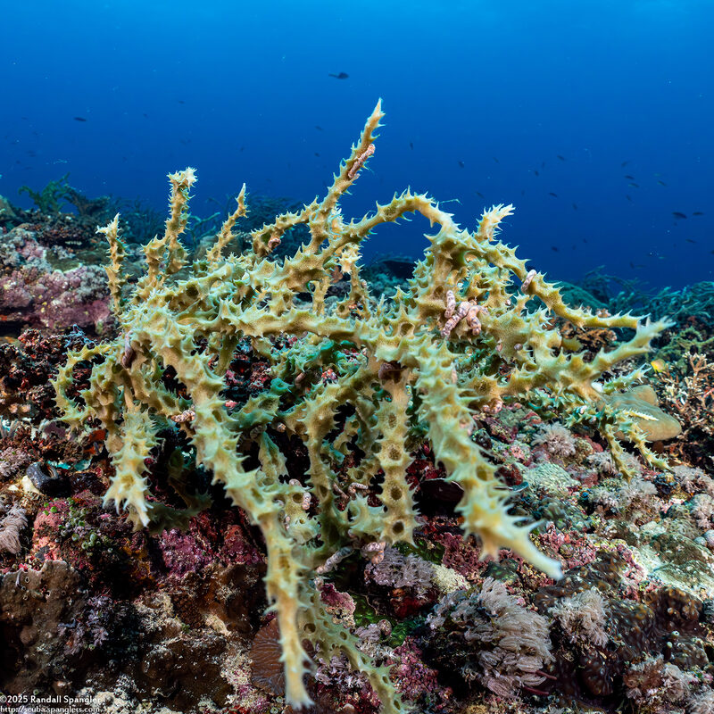 Callyspongia sp.2 (Callyspongia sp.2)