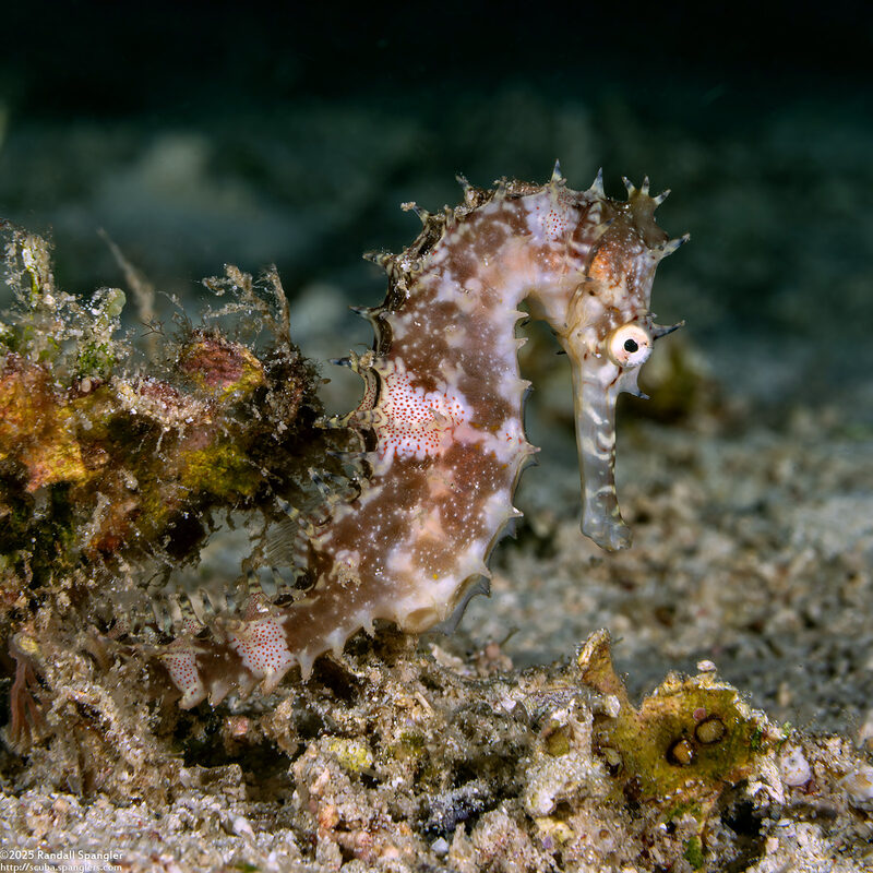 Hippocampus histrix (Thorny Seahorse)
