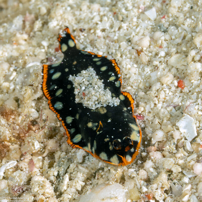 Soleichthys maculosus (Whiteblotched Sole)