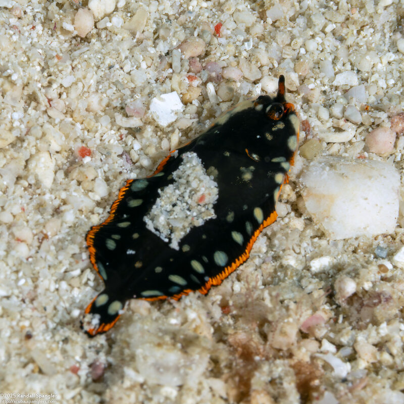 Soleichthys maculosus (Whiteblotched Sole)