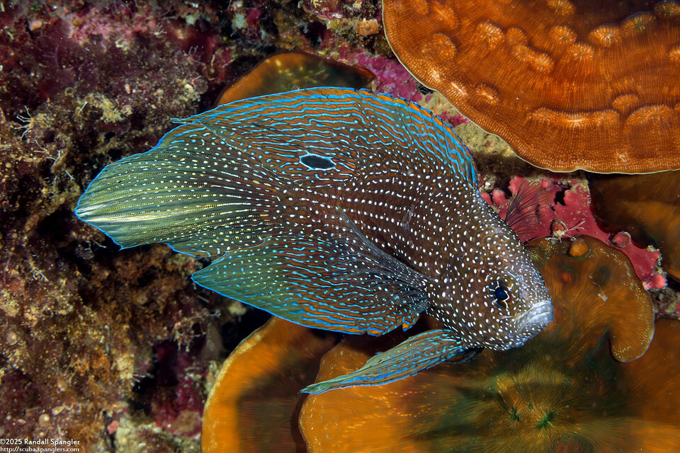 Calloplesiops altivelis (Comet Longfin)