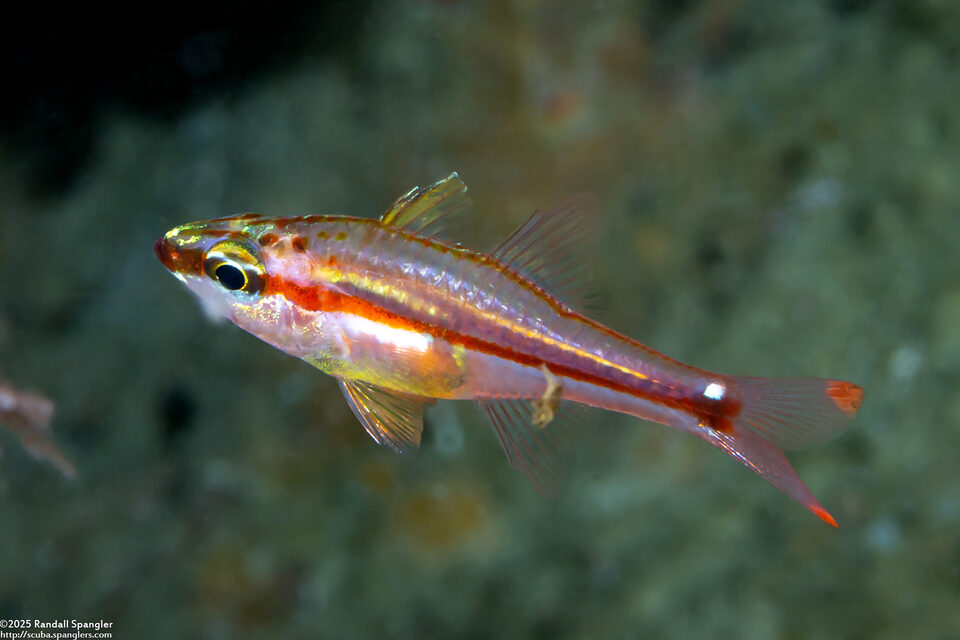 Ostorhinchus dispar (Whitespot Cardinalfish)