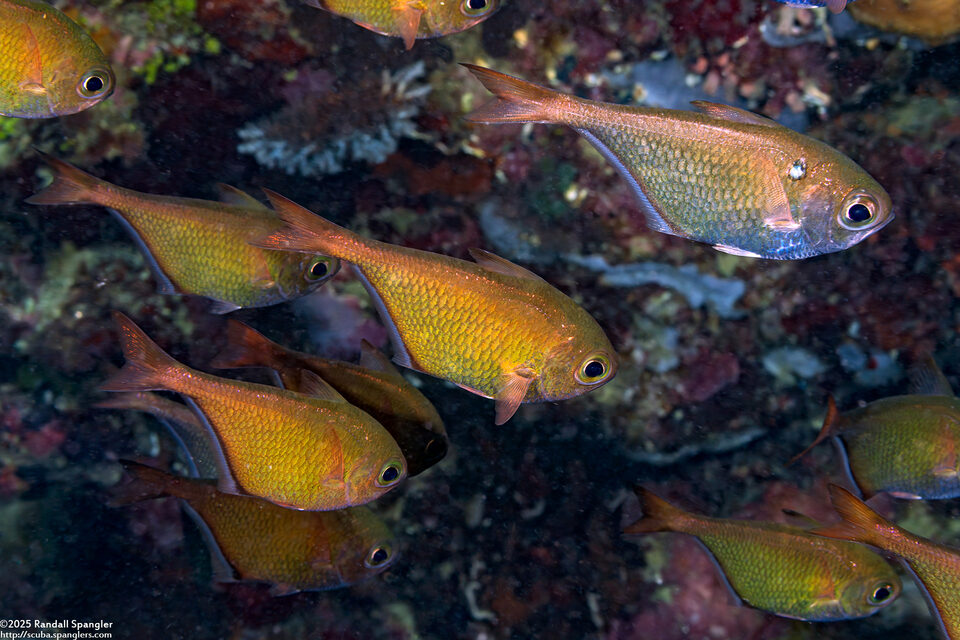Pempheris schwenkii (Black-Stripe Sweeper)