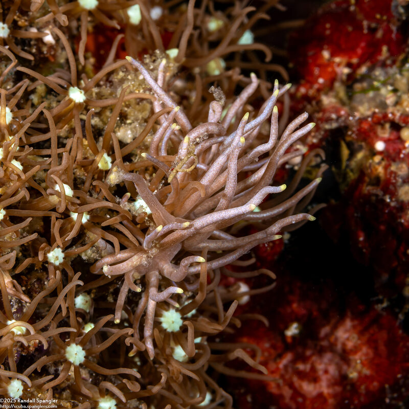 Phyllodesmium briareum (Yellow-Tipped Phyllodesmium)