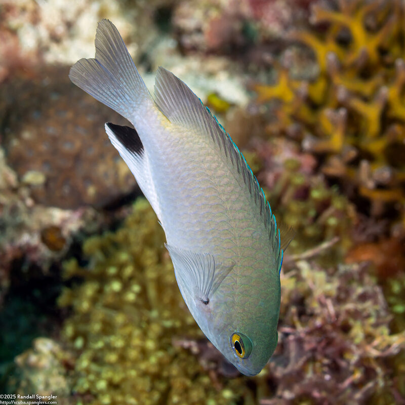 Pomacentrus stigma (Blackspot Damsel)