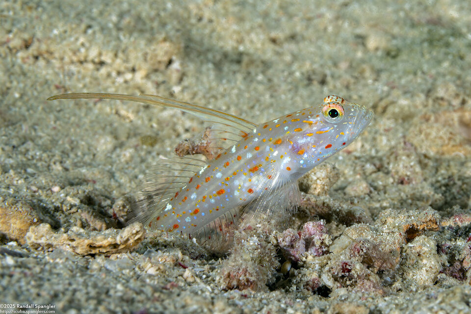 Ctenogobiops tangaroai (Tangaroa Shrimpgoby)