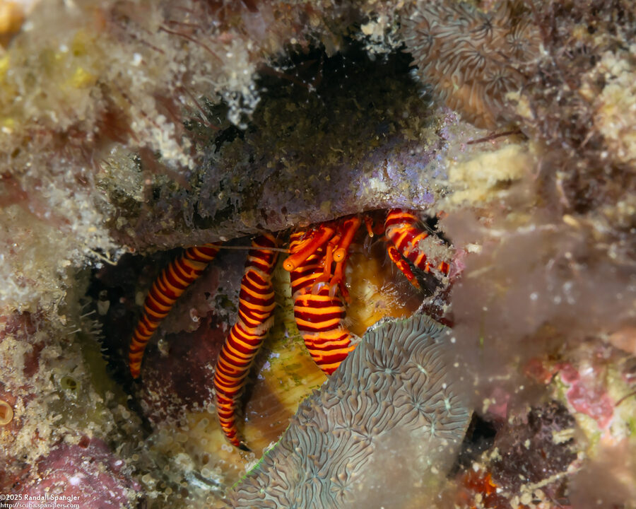 Ciliopagurus strigatus (Cone Shell Hermit Crab)