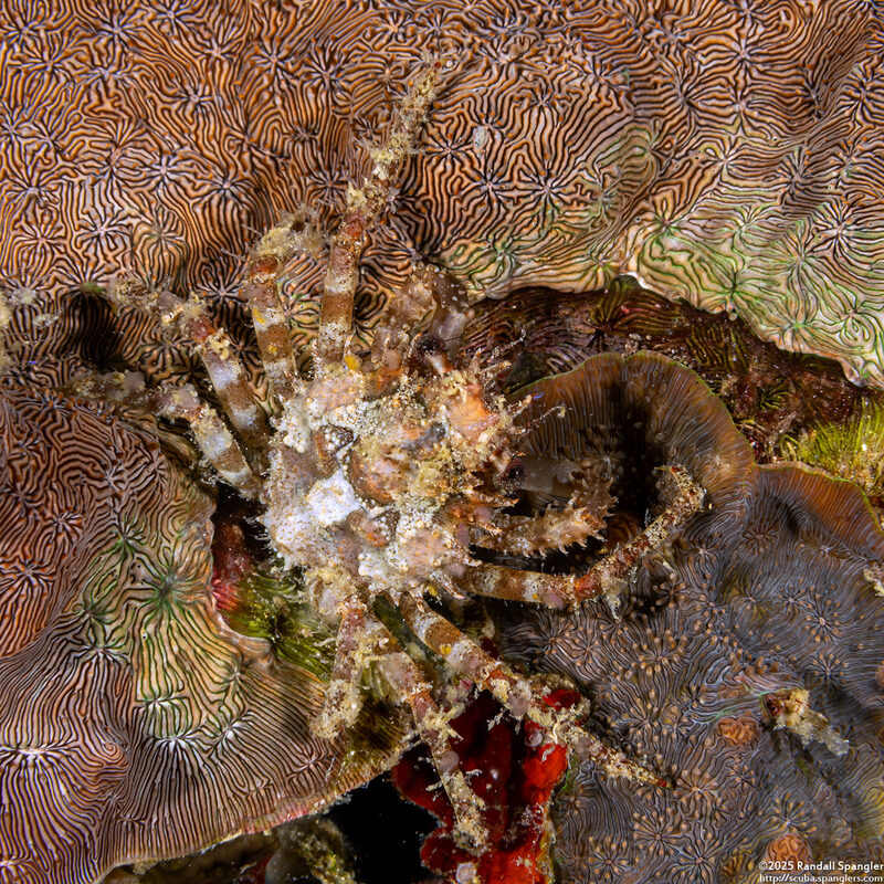 Tiarinia sp.1 (Red-Eyed Decorator Crab)