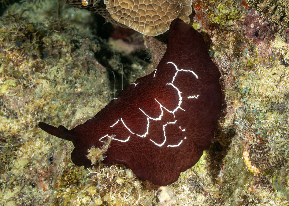 Pleurobranchus forskalii (Forsskal's Pleurobranch)