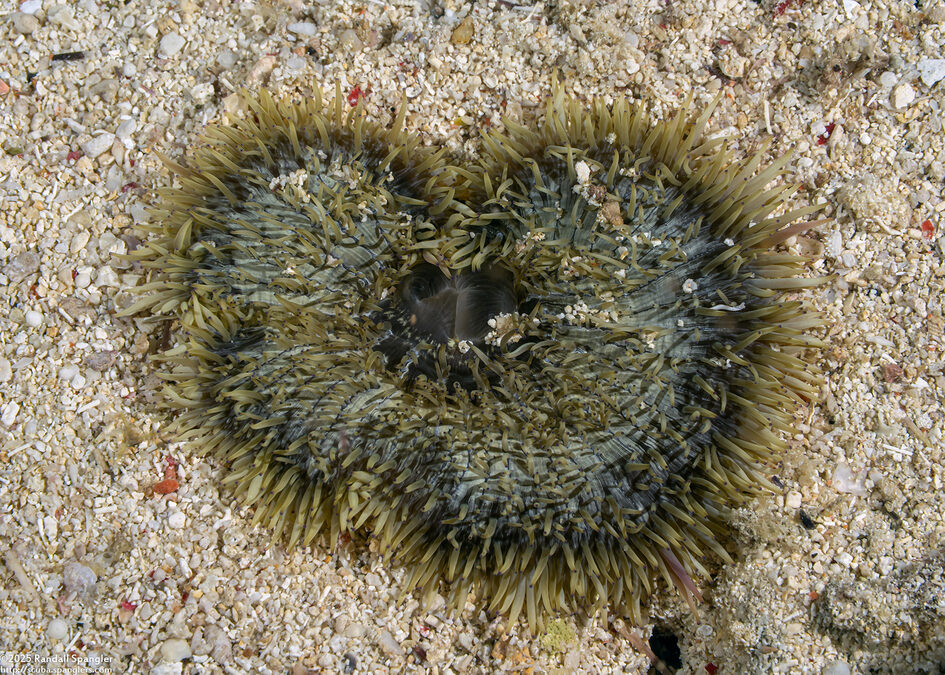 Heteractis malu (Delicate Sea Anemone)