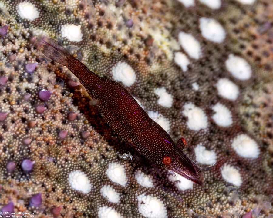 Zenopontonia soror (Sea Star Shrimp)