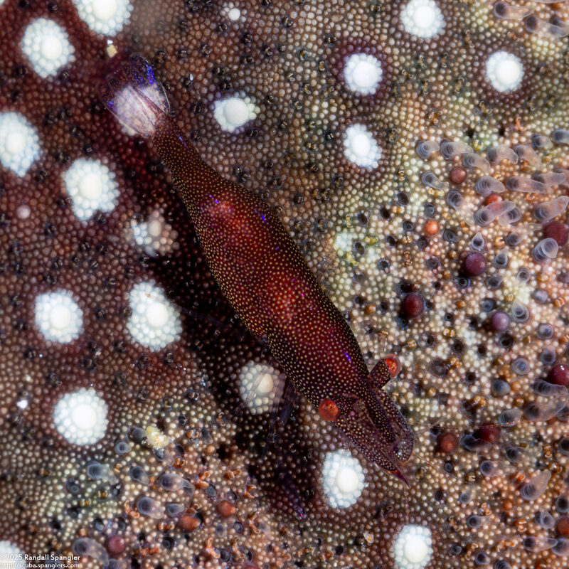 Zenopontonia soror (Sea Star Shrimp)