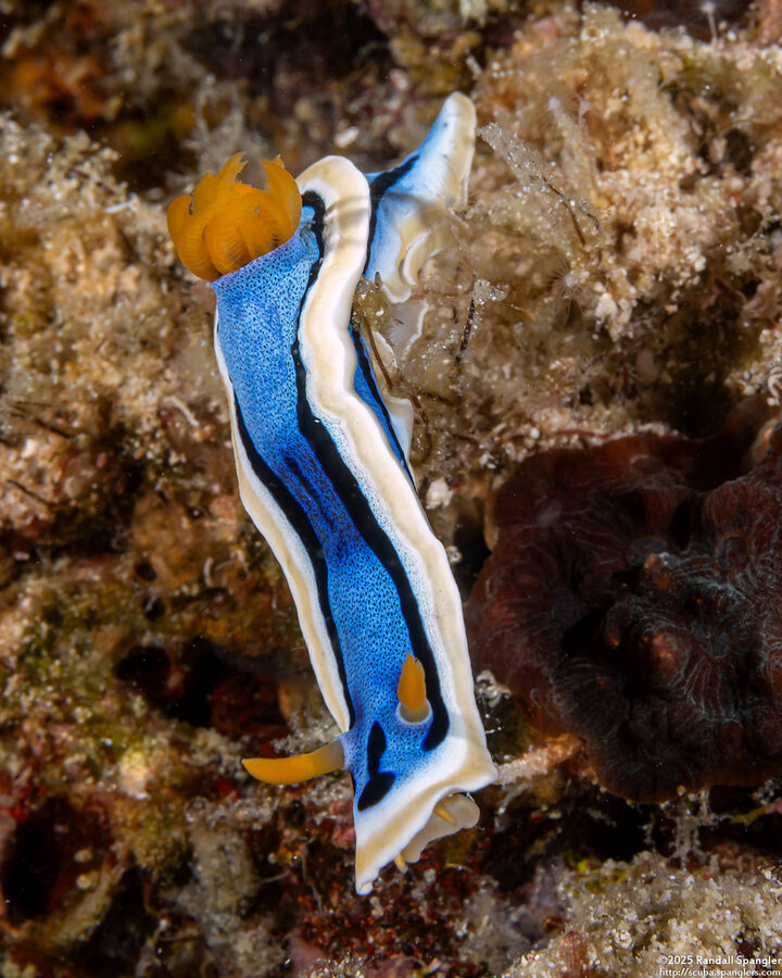 Chromodoris annae (Anna's Chromodoris)