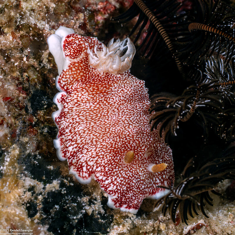 Chromodoris reticulata (Reticulated Chromodoris)