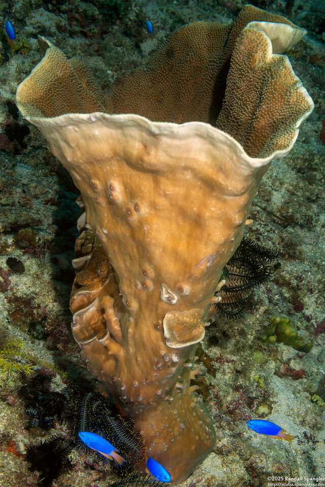 Turbinaria sp.1 (Turbinaria sp.1)