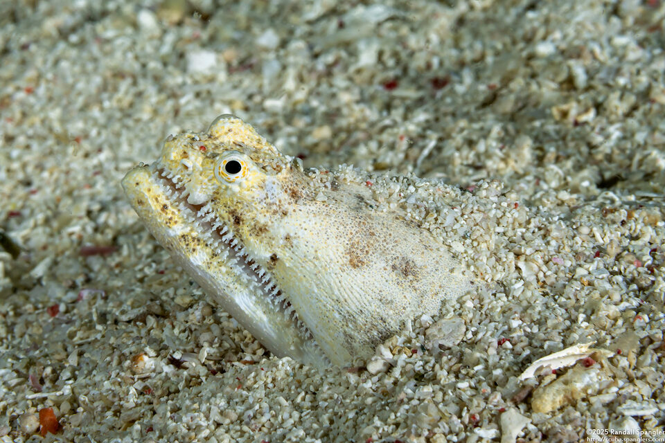 Brachysomophis crocodilinus (Crocodile Snake Eel)
