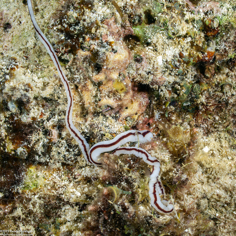 Baseodiscus hemprichii (Striped Ribbon Worm)