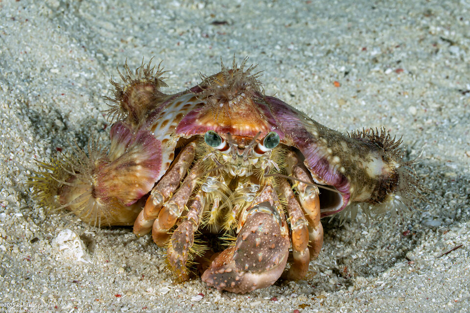 Dardanus pedunculatus (Anemone Hermit Crab)