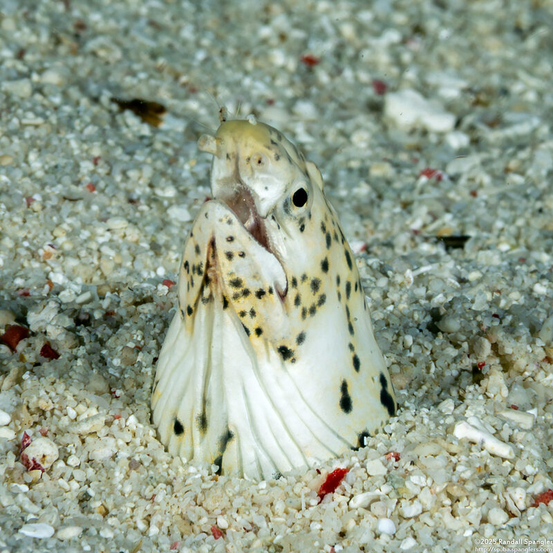 Callechelys marmorata (Marbled Snake Eel)