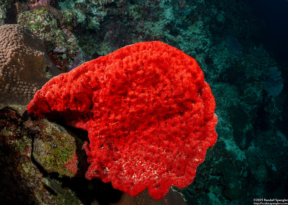 Echinodictyum sp.1 (Echinodictyum sp.1)