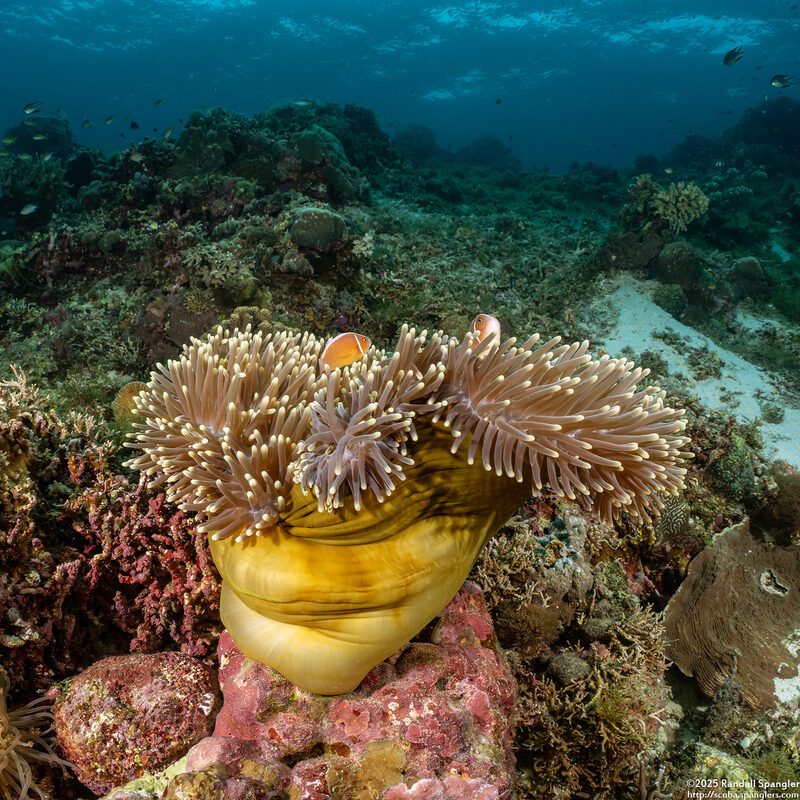 Heteractis magnifica (Magnificent Sea Anemone)
