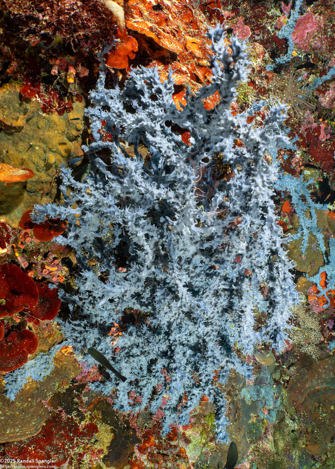 Callyspongia sp.2 (Callyspongia sp.2)