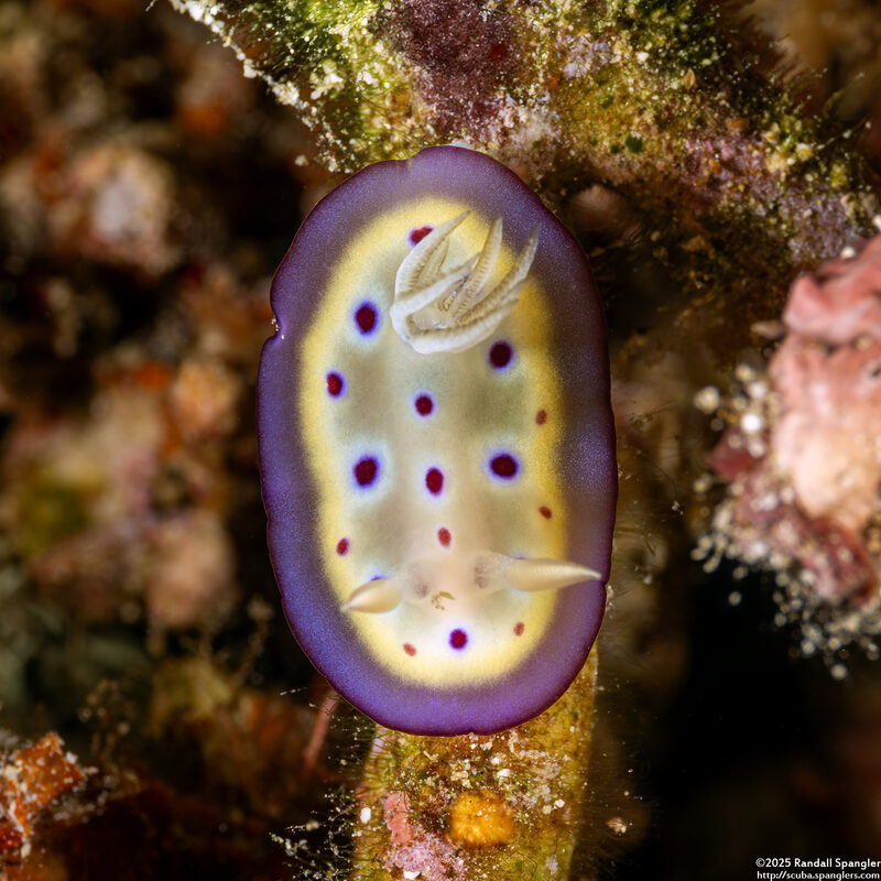 Goniobranchus kuniei (Kunie's Chromodoris)