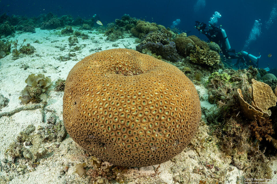 Dipsastraea amicorum (Dipsastraea Amicorum)