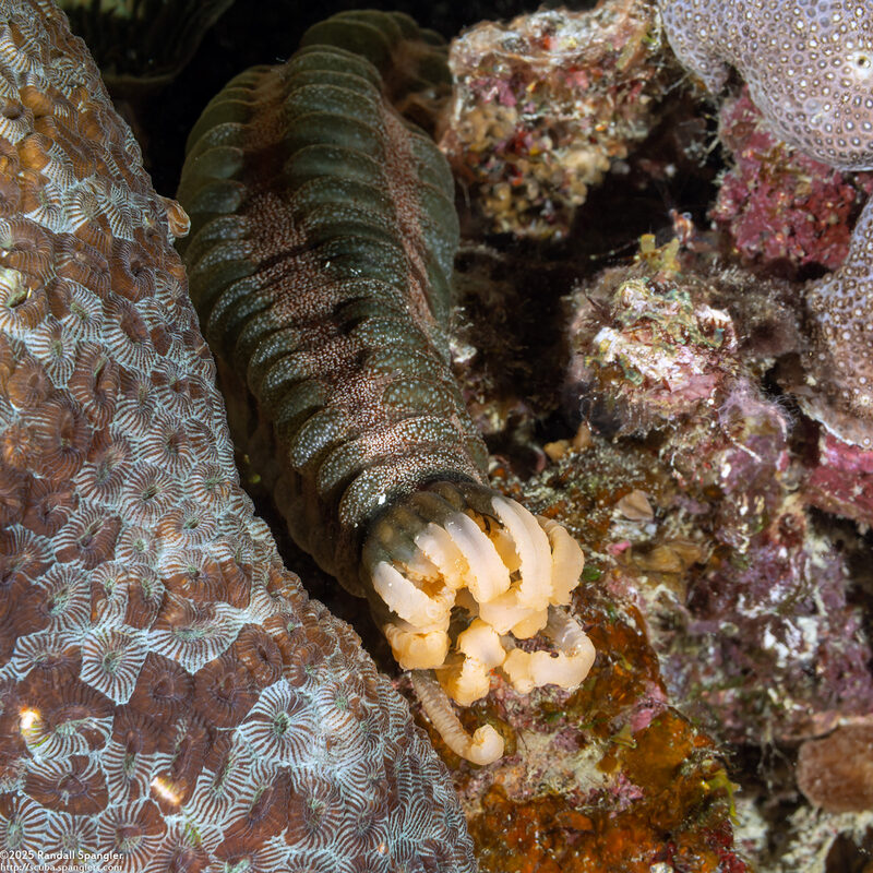 Opheodesoma spectabilis (Conspicuous Sea Cucumber)