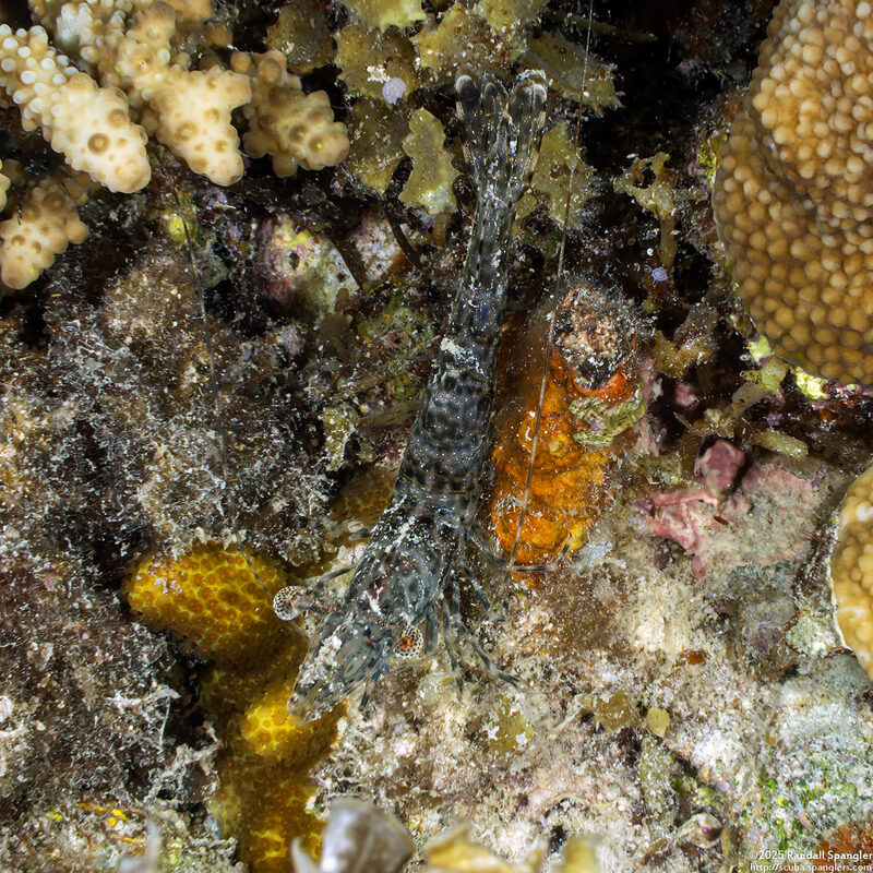 Heteropenaeus longimanus (Long-Arm Shrimp)