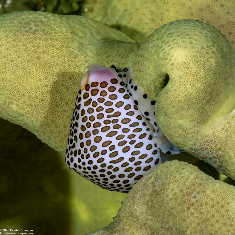 Calpurnus verrucosus (Umbilical Egg Shell)