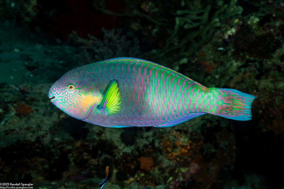 Scarus rivulatus (Surf Parrotfish)