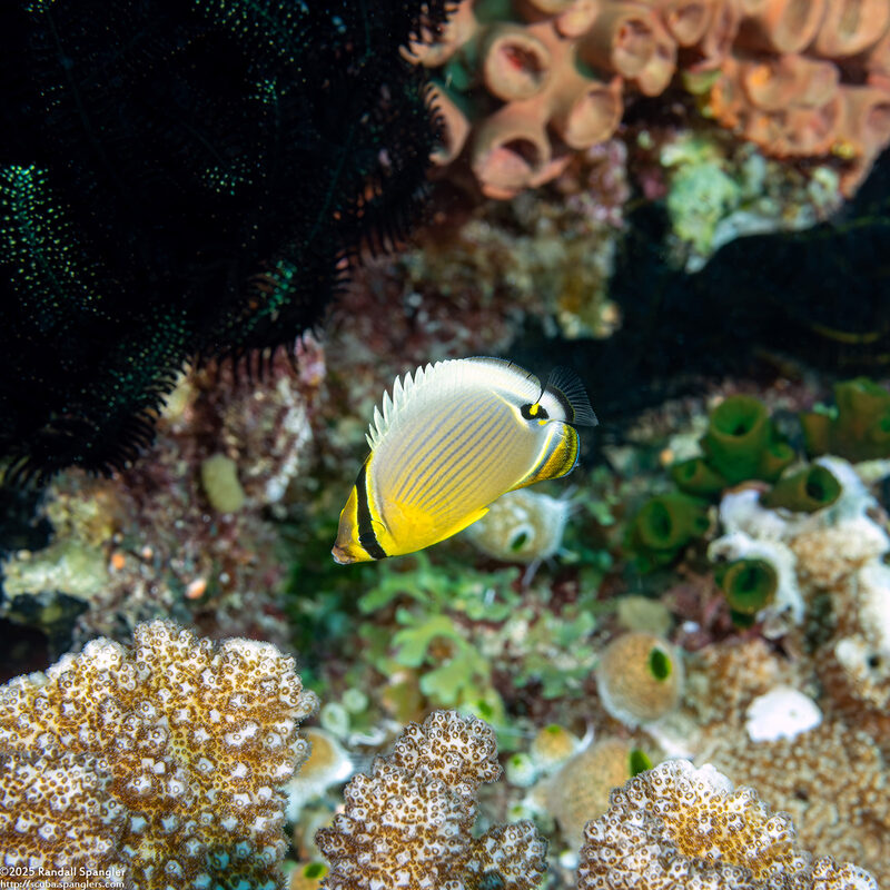 Chaetodon lunulatus (Redfin Butterflyfish)