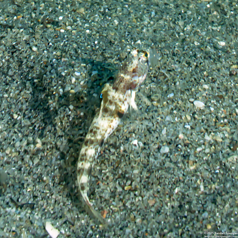 Tomiyamichthys oni (Monster Shrimpgoby)