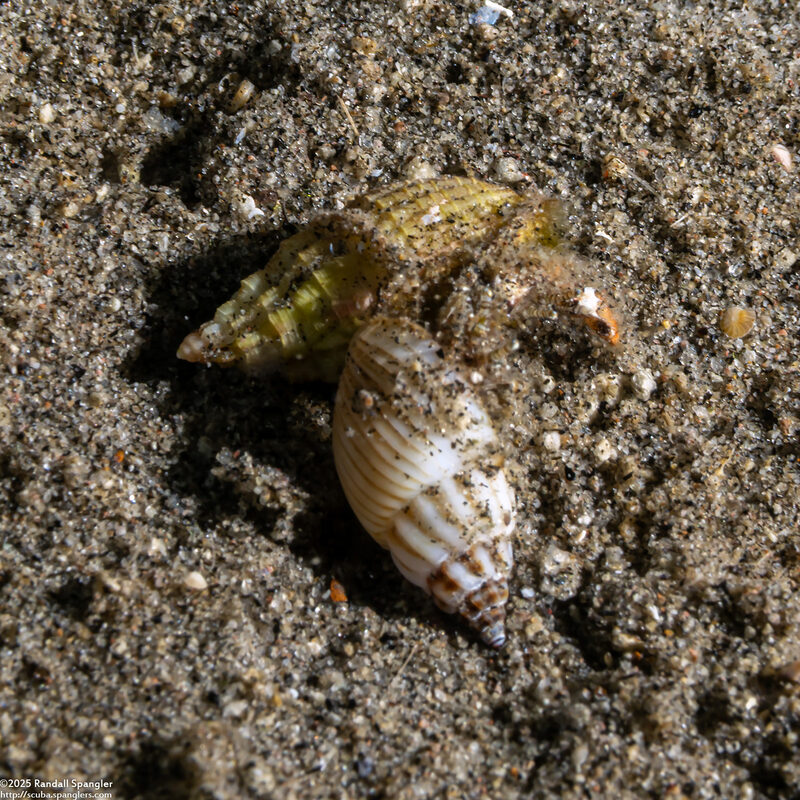Nassarius multicostatus (Multi-Ribbed Nassa)