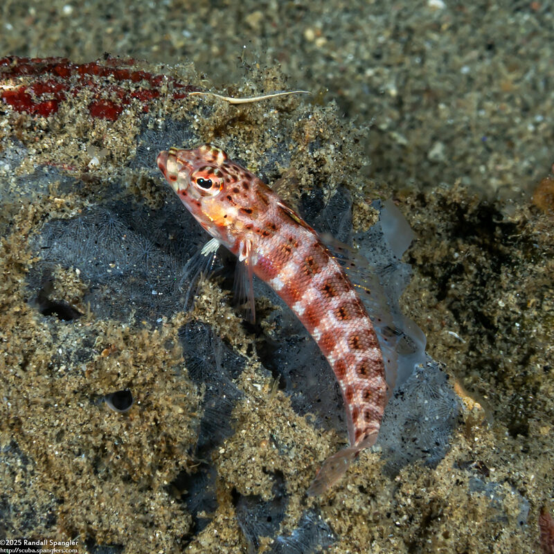 Parapercis schauinslandii (Redspotted Sandperch)