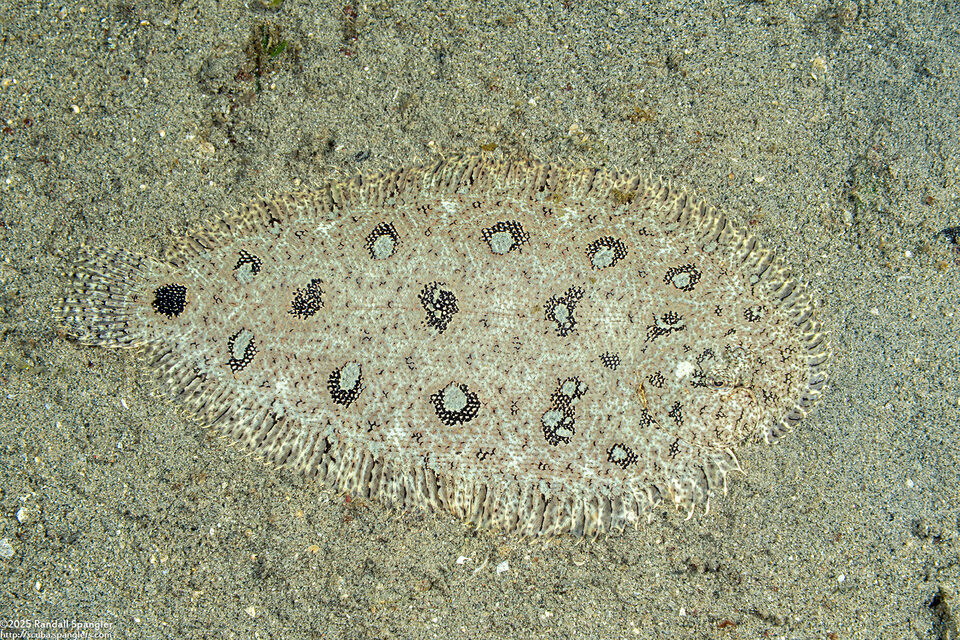 Heteromycteris hartzfeldii (Hook-Nosed Sole)