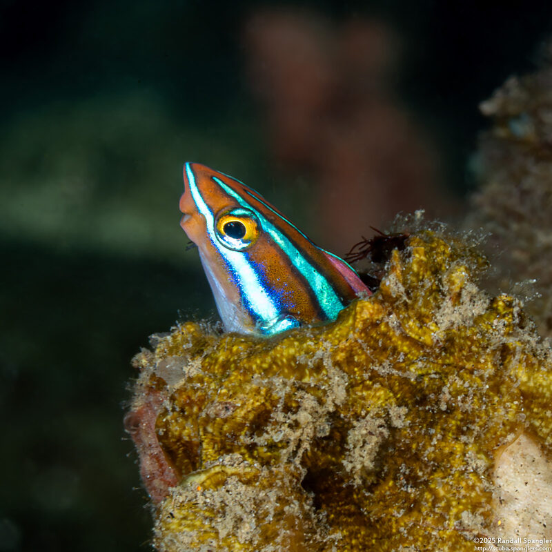 Plagiotremus rhinorhynchos (Bluestriped Fangblenny)
