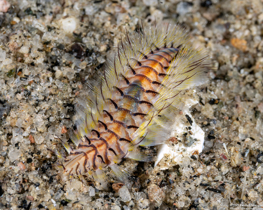 Chloeia violacea (Chloeia Violacea)