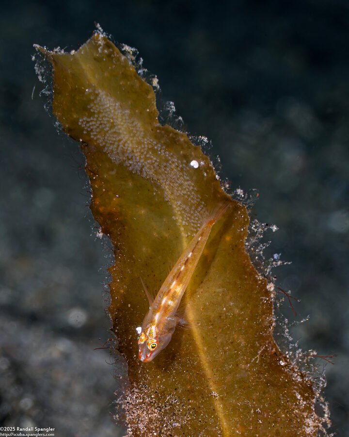 Pleurosicya mossambica (Common Ghostgoby); With eggs