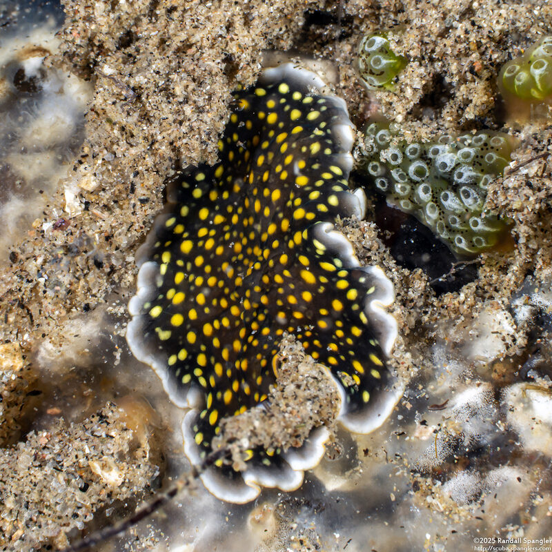 Pseudoceros microcelis (Pseudoceros Microcelis)