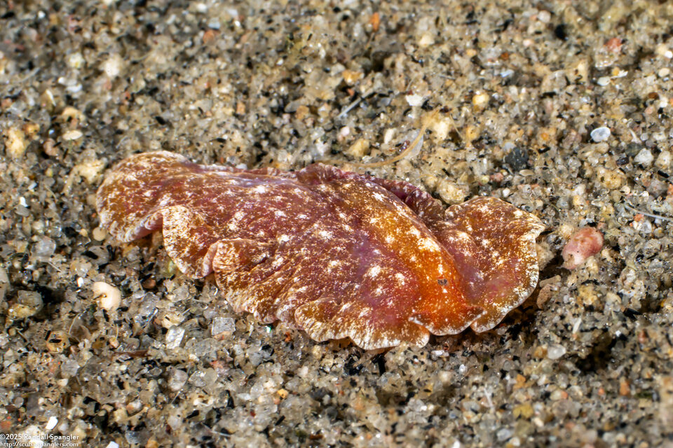 Pseudoceros sp.9 (Pseudoceros sp.9)