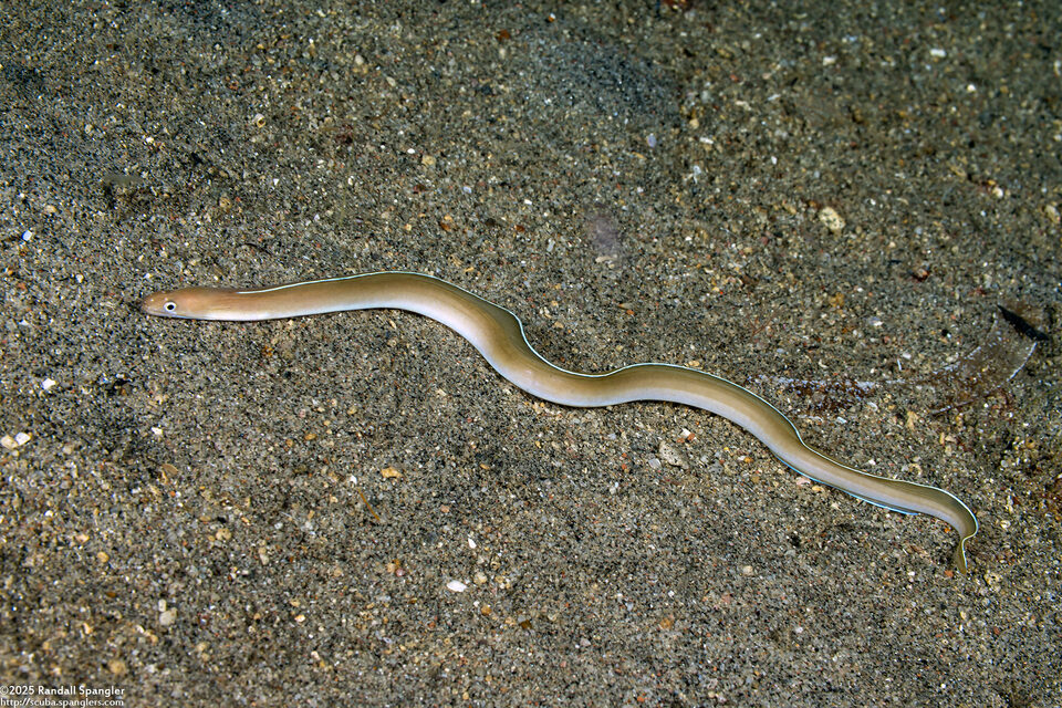 Gymnothorax albimarginatus (White-Margined Moray)