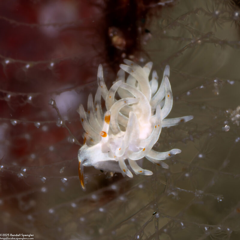 Trinchesia sp.4 (Orange-Barbel Trinchesia)