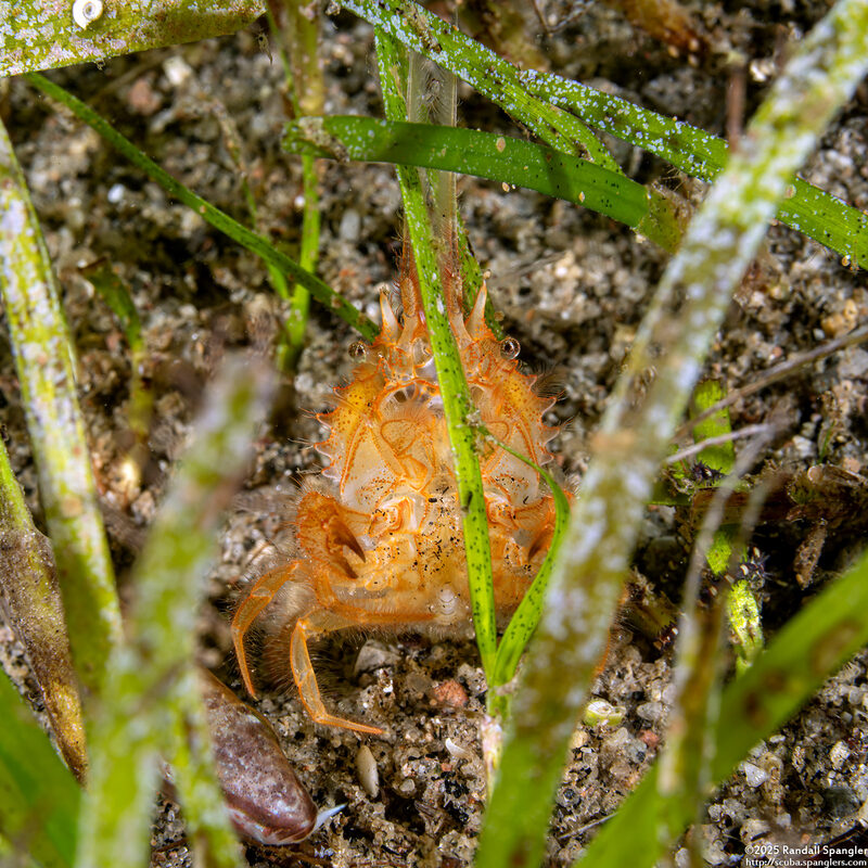 Gomeza bicornis (Two-Horned Gomeza)
