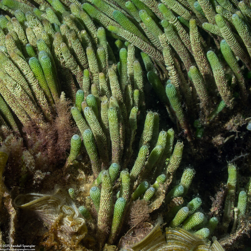 Halicoryne wrightii (Finger Algae)