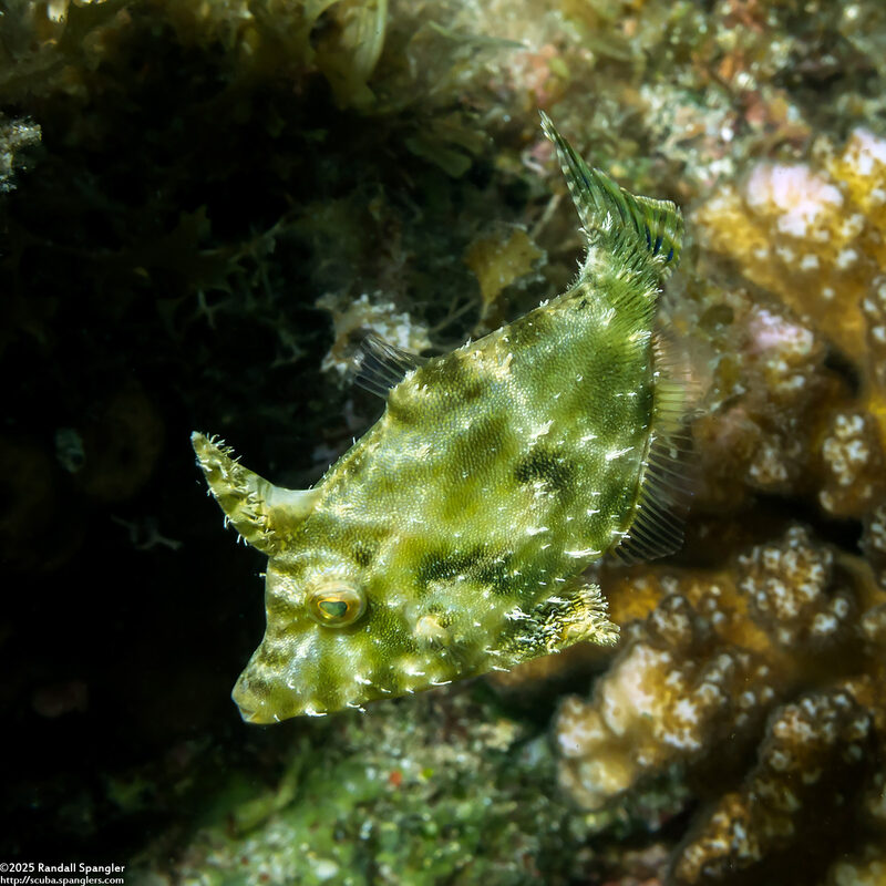 Acreichthys tomentosus (Bristle-Tail Filefish)