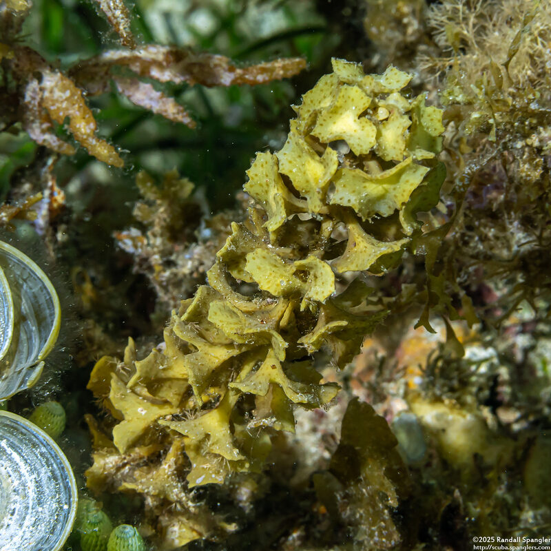 Turbinaria decurrens (Turbinaria Decurrens)