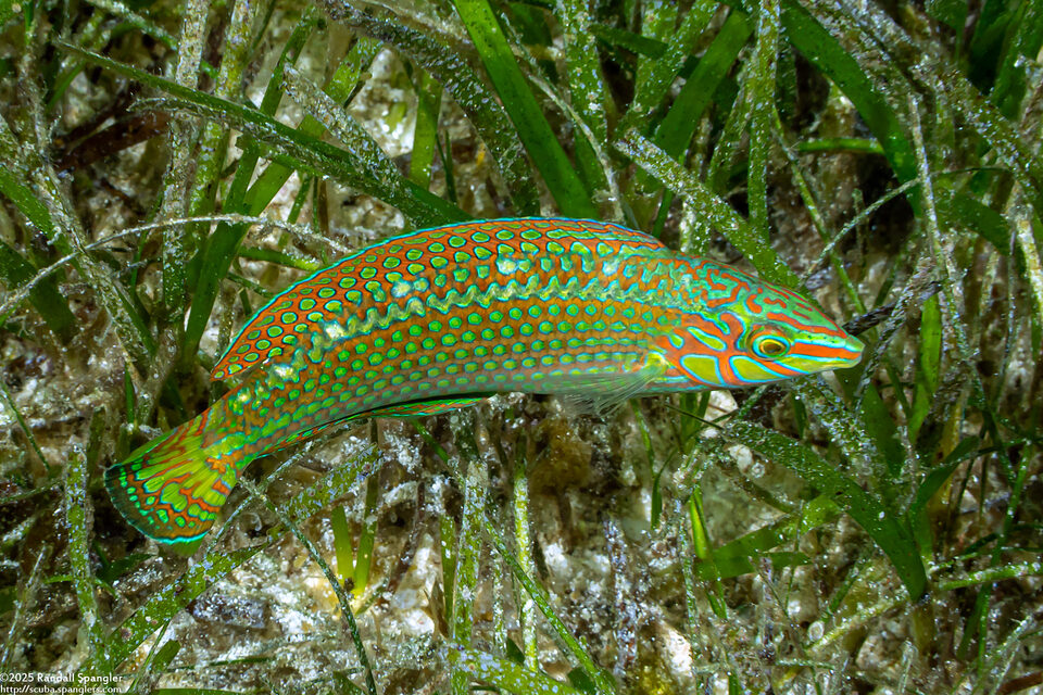 Halichoeres argus (Argus Wrasse)